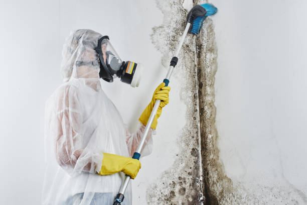 Mold Removal and Inspection in Lumberton, TX
