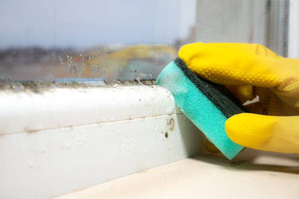 Best Mold Removal Company Near Me  in Lumberton, TX