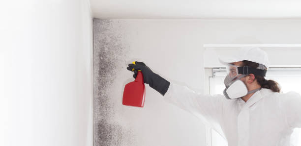 Best Commercial Mold Removal  in Lumberton, TX