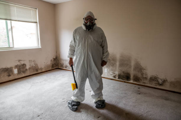 Attic Mold Removal in Lumberton, TX