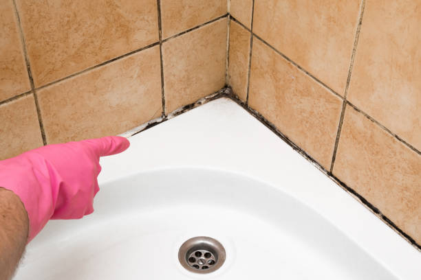 Best Mold Damage Repair  in Lumberton, TX